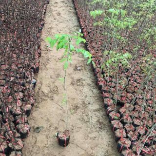 cây giống hoa tử đằng