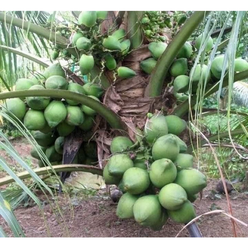 Cây giống dừa xiêm lùn xịn