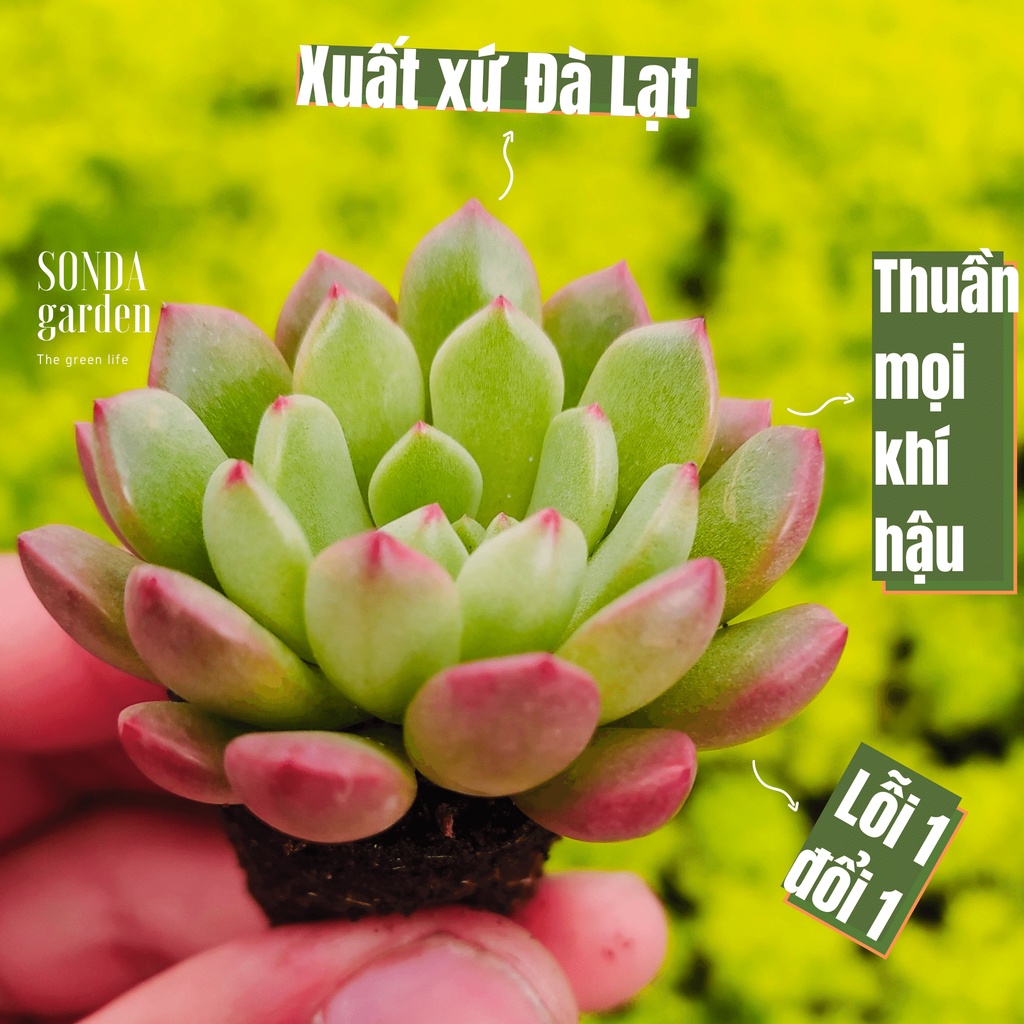 Sen đá ruby SONDA GARDEN size mini 2.5-4cm, xuất xứ Đà Lạt, khoẻ đẹp, lỗi 1 đổi 1