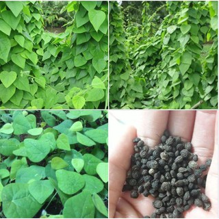  Hạt giống sương sâm lông gói 30 hạt