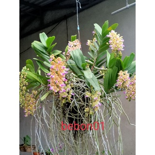 Combo 2 Cây giống lan Hoàng Nhạn Tháng 4