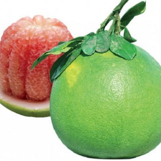 Cây bưởi da xanh trồng chậu