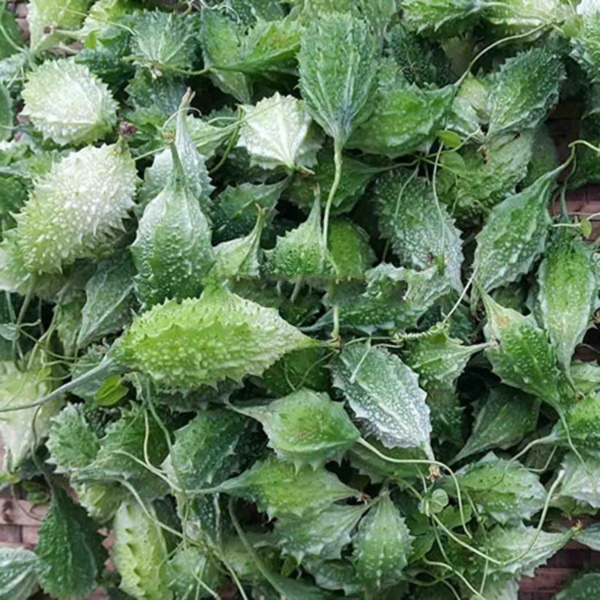 Hạt giống khổ qua rừng - rau củ quả trồng chậu chịu nhiệt 4 mùa tỉ lệ nảy mầm cao 1g RADO 52