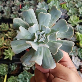 Sen Cúc (hàng tuyển)