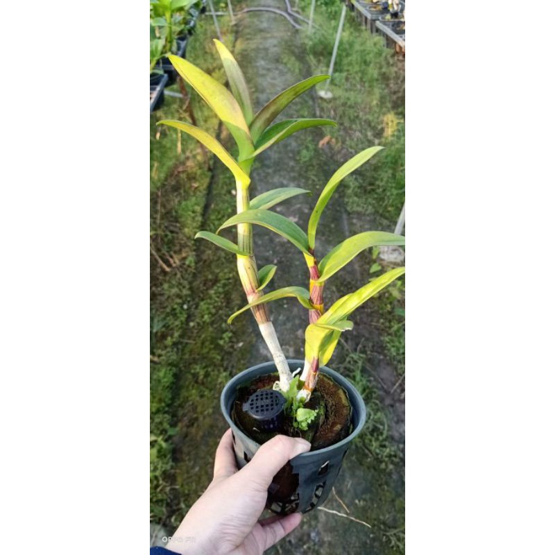 Hoa lan denro tím Huế - cây lớn