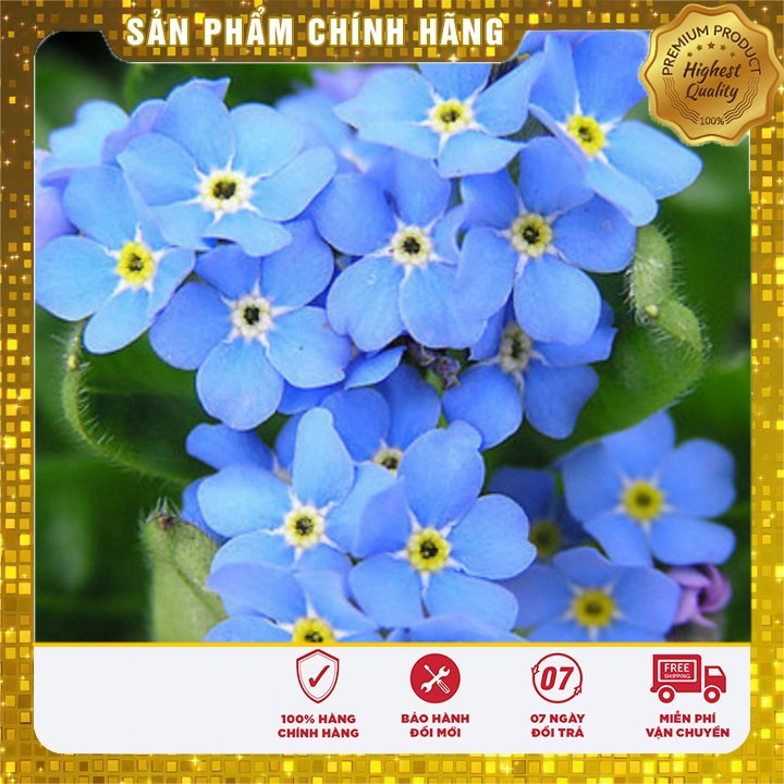Hạt Giống Hoa Lưu Li(For get me not ) - 50 hạt