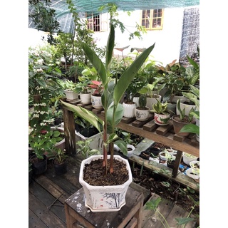 Chậu chuối thiên điểu