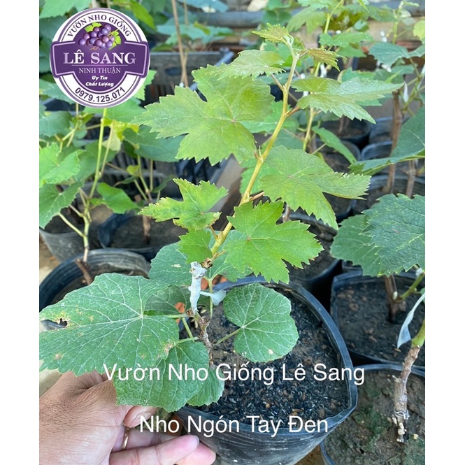 Cây Nho Giống Ngón Tay Đen Không Hạt