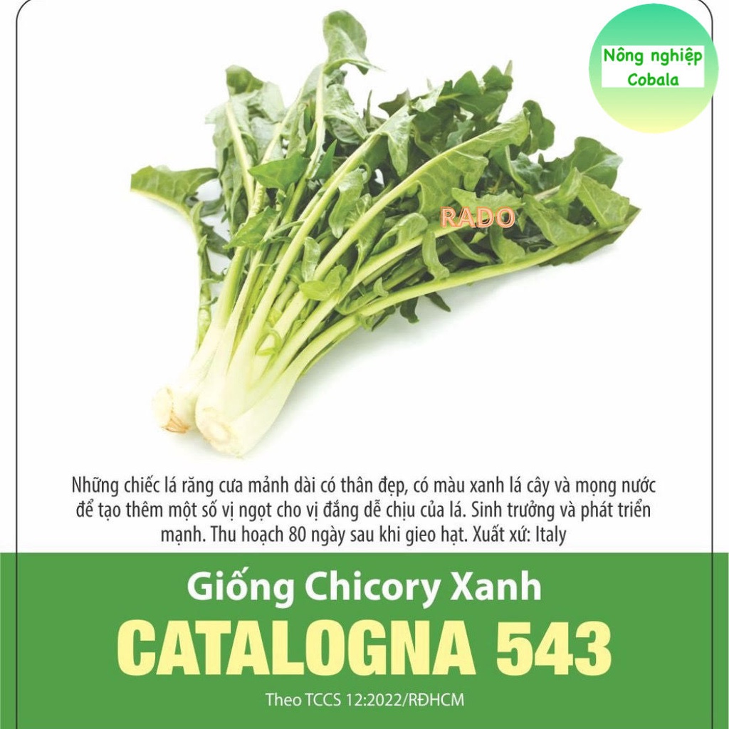 Hạt Giống Bồ Công Anh Chicory Xanh (543) 5gr