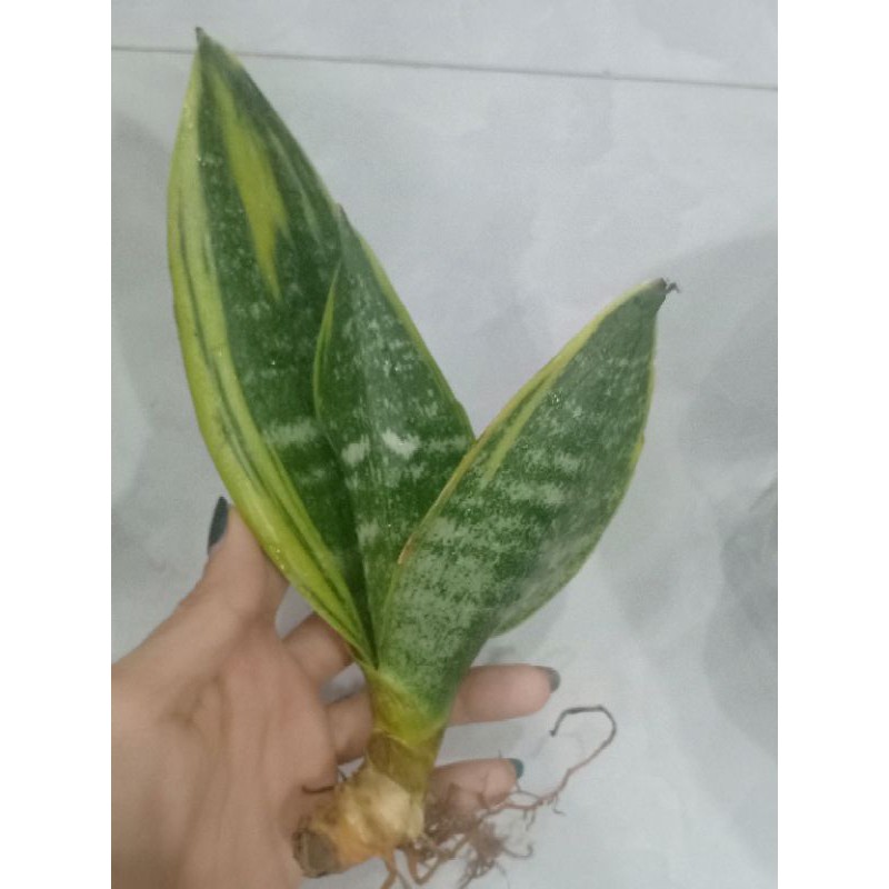 Cây lưỡi hổ Thái mini để bàn