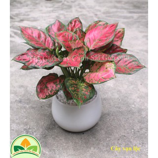 Cây Vạn Lộc Nhỏ, Cây Thiên Phú,Cây phong thủy ( SỈ Lẻ )