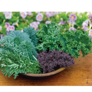 HẠT GIỐNG CẢI KALE MIX 200 HẠT