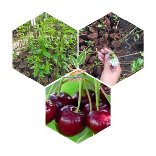 cây giống cherry mỹ