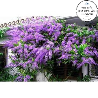 Cây mai xanh thái (ảnh thật số 2) cao 1m.