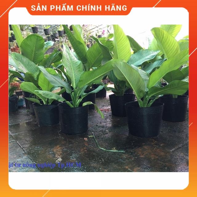 Chậu nhựa đen trồng cây trồng hoa C7-C8-C9-C10-C11 MSP20123