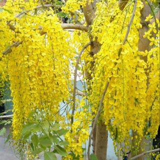 5 Hạt giống cây hoa Hoàng Yến( khách cần cây con ib )