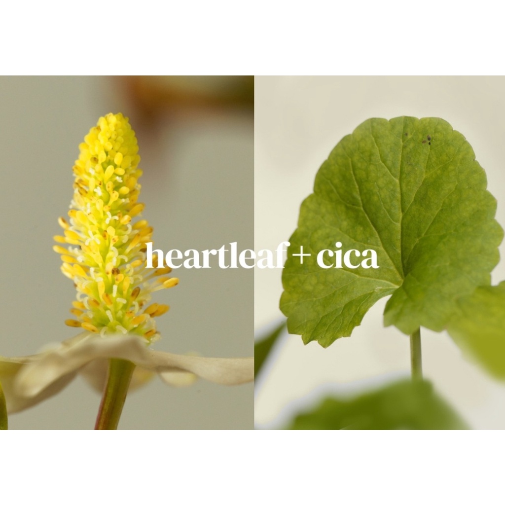 MS51  Dòng dưỡng thuần chay Manyo Our Vegan Heartleaf Cica