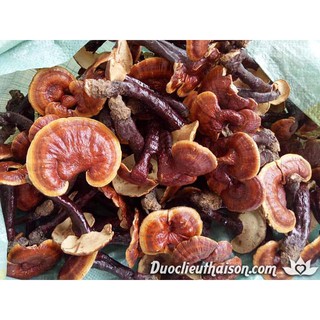 Nấm lim xanh rừng tiên phước quảng nam