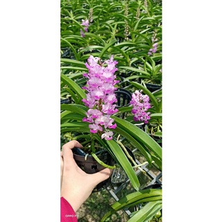 Lan Hải Yến cây đang nụ