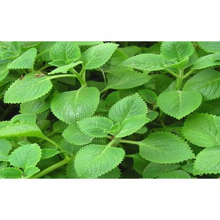 cây giống húng chanh