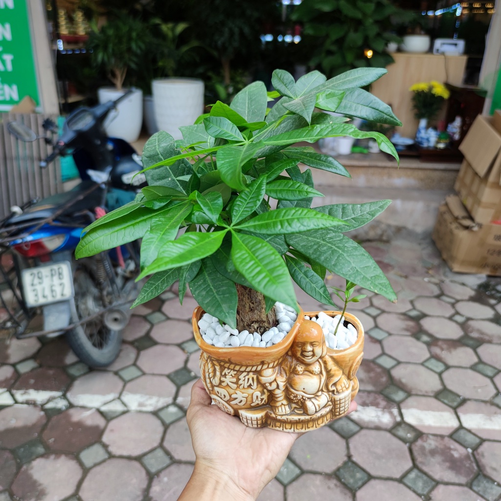 Cây kim ngân tài lộc, chậu phật cao 25cm (ngẫu nhiên)