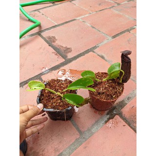cây nắp ấm truncata