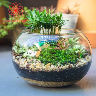 Bể cá mini tròn để bàn, chậu thủy tinh trồng cây thủy sinh, chậu thủy tinh trang trí T11