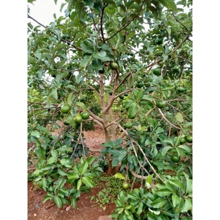 Bơ booth Gia lai tại vườn