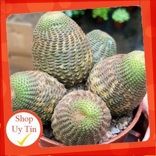 Xương rồng nâu bụi🍏 |FREESHIP| 🔥 XỨ NÓNG, ĐÃ THUẦN KHÍ HẬU, KHOẺ ĐẸP 🍏 LỖI 1 ĐỔI 1