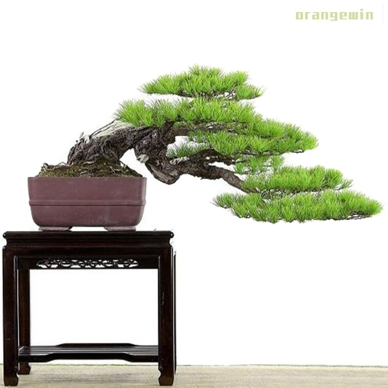 20 Hạt Giống Cây Bonsai Màu Đen Phong Cách Nhật Bản