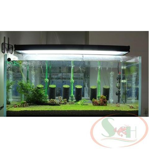 Mầm tảo Đài Loan kích rêu tảo xanh đánh rêu tự nhiên bể cá tép sula