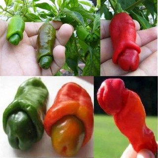 hạt giống ớt cu tí gói 20 hạt