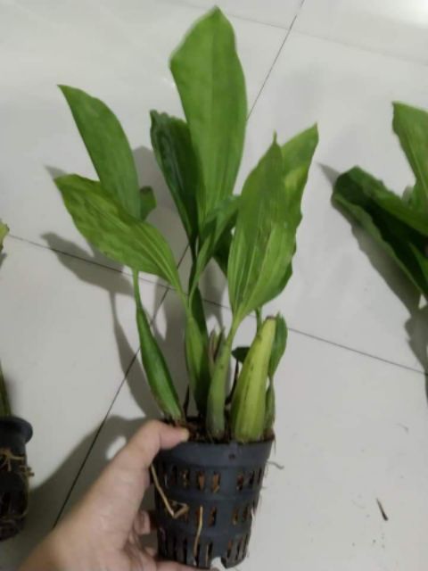 Lan Thanh đạm in đô  - Hoa thơm