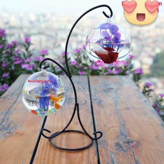 Bể cá mini treo trên giá chữ S 2 binh về đẹp