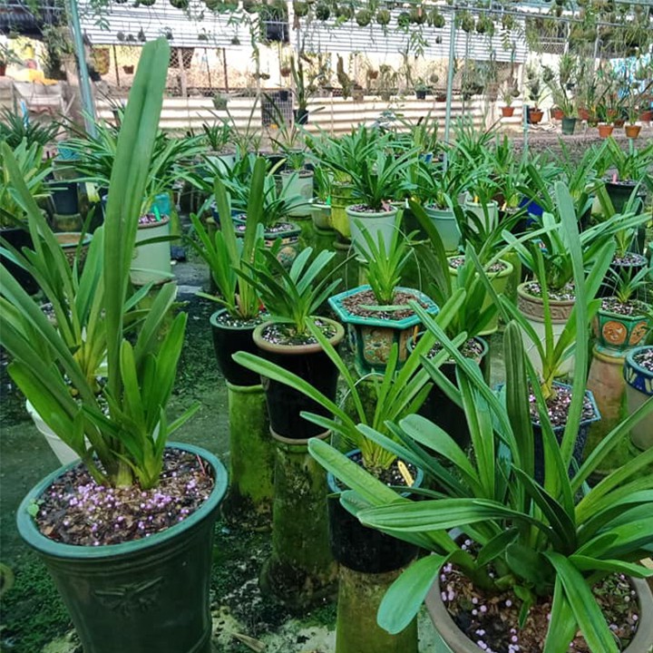 Phân Bón Thông Minh RYNAN FLOWERMATE 22-10-10-10+TE dùng cho Lan trưởng thành