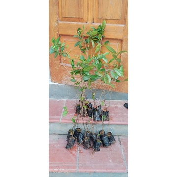 CÂY GIỐNG CHÈ XANH THÁI NGUYÊN