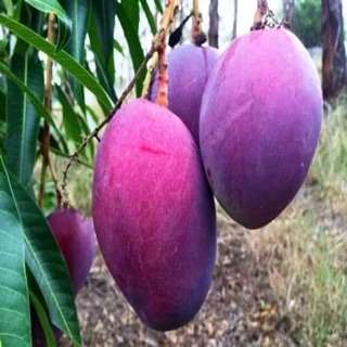 Cây Xoài Thái Tím