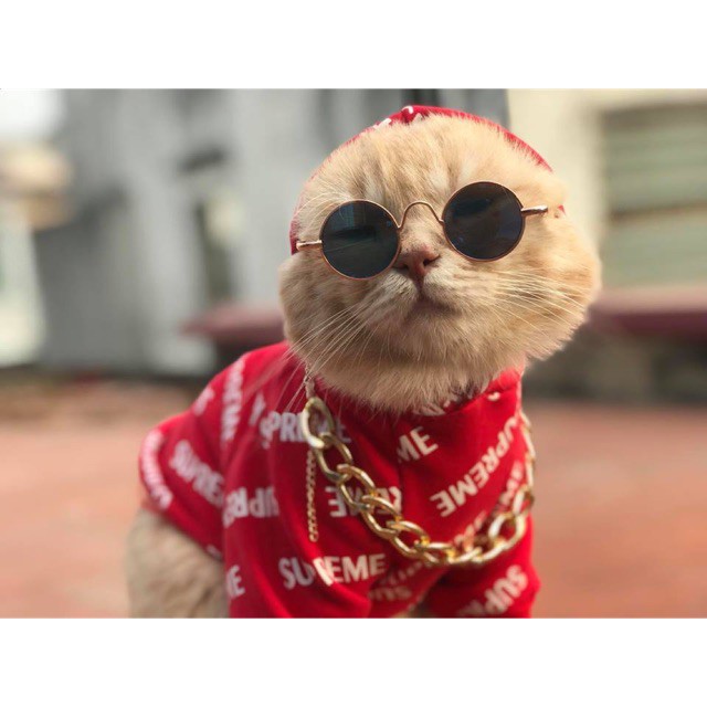 Kính mắt thời trang cho chó mèo - Đạo cụ chụp hình cho thú cưng - Lida Pet Shop