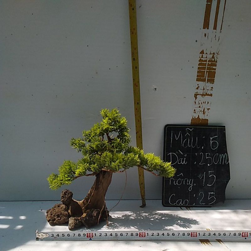 Bonsai bể cá cảnh- bonsai hồ thủy sinh