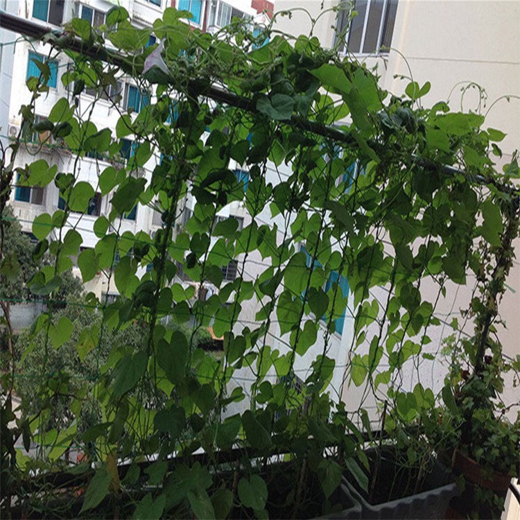 Lưới làm giàn cây leo, nhiều kích thước, độ bền cao, dễ lắp đặt, không viền, làm giàn bầu, mướp, bầu, bí
