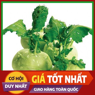 Hạt giống Su Hào Xanh