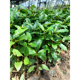 Cây giống gáo vàng