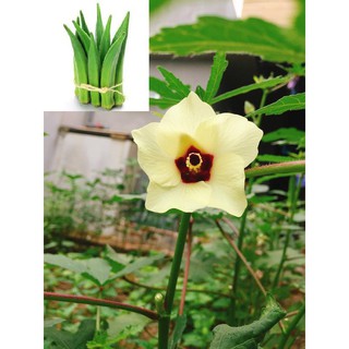 sale off Hạt giống Đậu Bắp Quả Xanh hàng chuẩn cty.