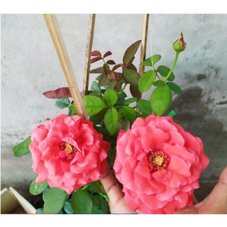 [Cây giống hoa] Hồng cổ Tàu màu hồng - form bông cực to, lâu tàn (hồng bụi) size chậu C9 - UtNho