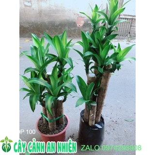 Cây Thiết Mộc Lan