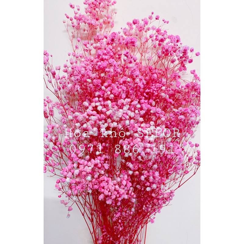 Hoa Baby Bloom hồng baby Gypsophila hoa khô trang trí phòng