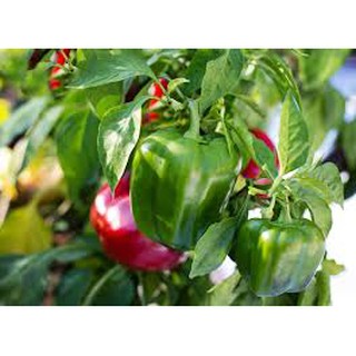 Hạt giống ớt ngọt CHAPION (10H)