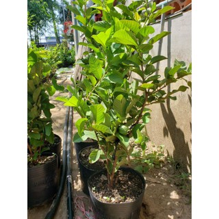 cây ổi nữ hoàng đag trái