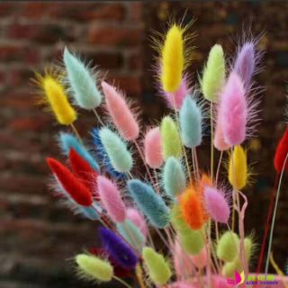 ♥ Bó 30 cành cỏ bunny stails các màu♥