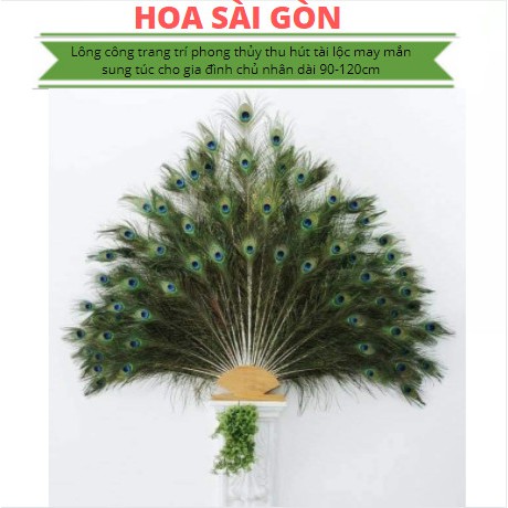 Lông công trang trí phong thủy thu hút tài lộc may mắn sung túc cho gia đình chủ nhân dài 90-120cm | BigBuy360 - bigbuy360.vn